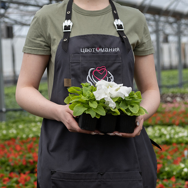 Купить Рассада Петуния кассета 6 ячеек в  с бесплатной доставкой: цена, фото, описание